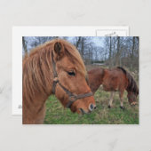IJslandse paarden Briefkaart (Voorkant / Achterkant)