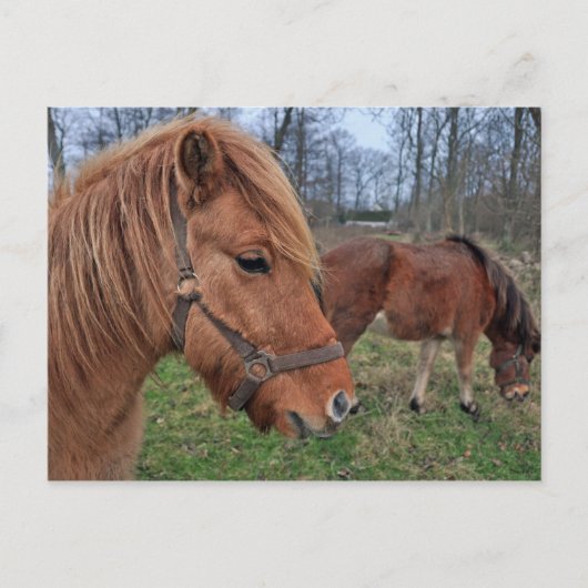 IJslandse paarden Briefkaart (Voorkant)