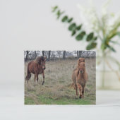 IJslandse paarden Briefkaart (Staand voorkant)