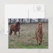 IJslandse paarden Briefkaart (Voorkant / Achterkant)