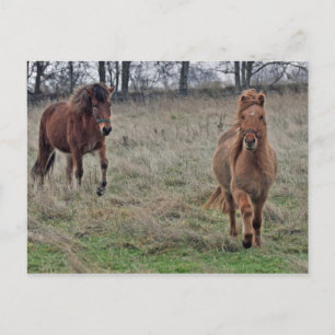 IJslandse paarden Briefkaart