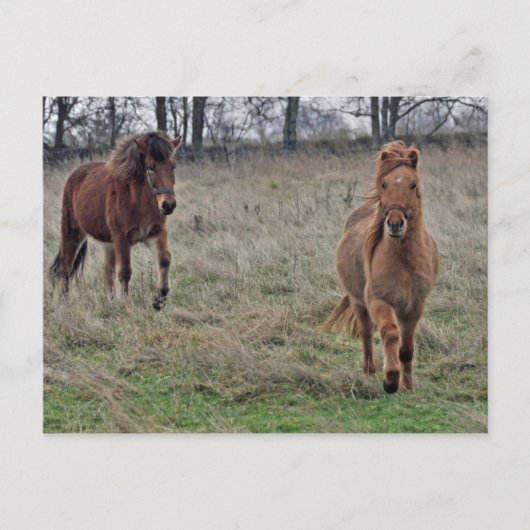 IJslandse paarden Briefkaart (Voorkant)