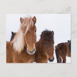 IJslandse paarden Briefkaart