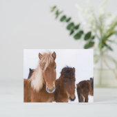 IJslandse paarden Briefkaart (Staand voorkant)