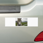 IJslandse paarden Bumpersticker (Op auto)