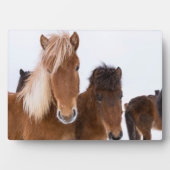 IJslandse paarden Fotoplaat (voorkant)