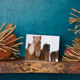 IJslandse paarden Fotoplaat