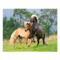 IJslandse paarden Funny Play-opfokpapier