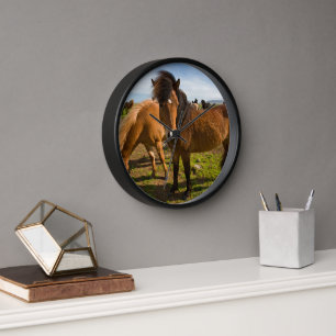 IJslandse Paarden Grazen