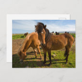 IJslandse paarden grazen Briefkaart (Voorkant / Achterkant)