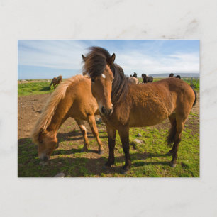IJslandse paarden grazen Briefkaart