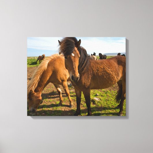 IJslandse paarden grazen Canvas Afdruk (Voorkant)