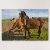 IJslandse paarden grazen Legpuzzel (Horizontaal)