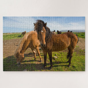 IJslandse paarden grazen Legpuzzel