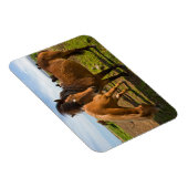 IJslandse paarden grazen Magneet (Rechterzijde)