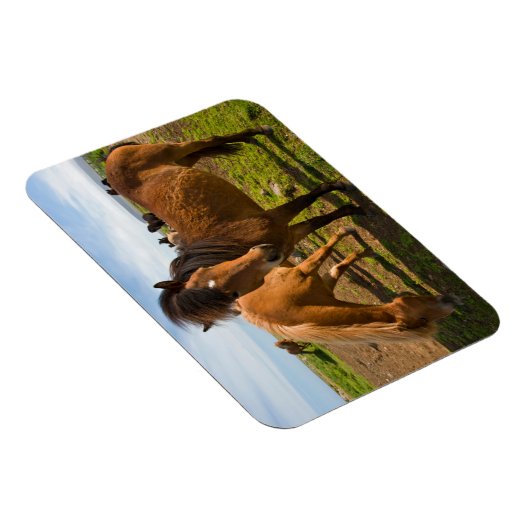 IJslandse paarden grazen Magneet (Rechterzijde)