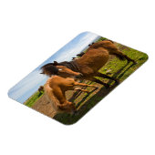 IJslandse paarden grazen Magneet (Linkerzijde)