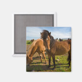 IJslandse paarden grazen Magneet (Voorkant / Achterkant)