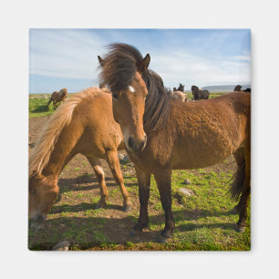 IJslandse paarden grazen Magneet