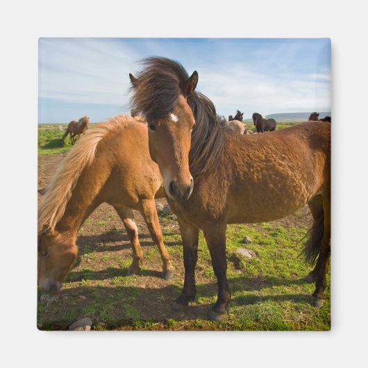 IJslandse paarden grazen Magneet (Voorkant)