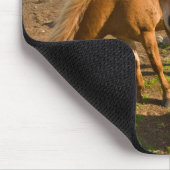 IJslandse paarden grazen Muismat (Hoek)