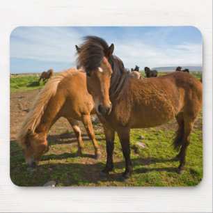 IJslandse paarden grazen Muismat