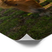 IJslandse paarden grazen Poster (Hoek)