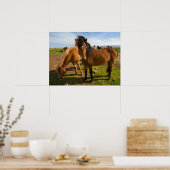 IJslandse paarden grazen Poster (Keuken)