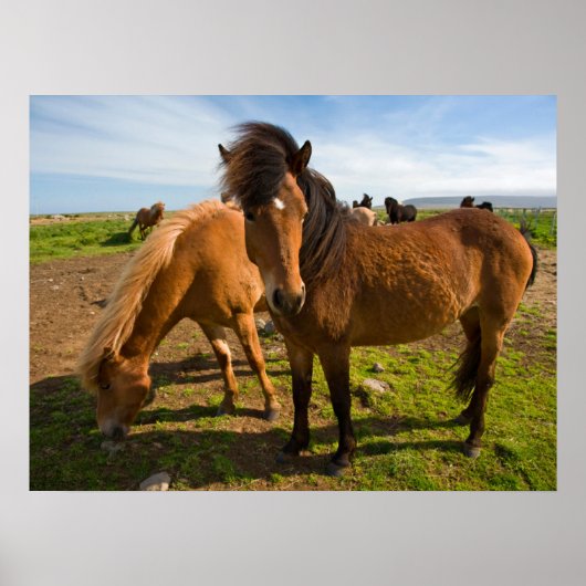 IJslandse paarden grazen Poster (Voorkant)