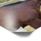 IJslandse paarden groeten elkaar Foto Afdruk (Hoek)