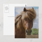 IJslandse paarden III Briefkaart (Voorkant / Achterkant)