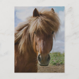 IJslandse paarden III Briefkaart