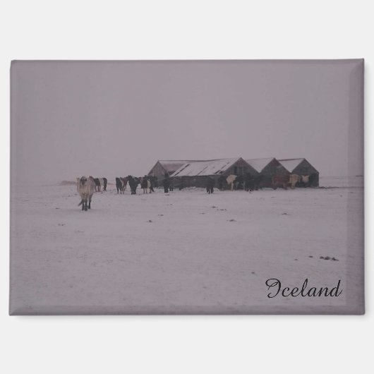 IJslandse paarden in de sneeuwmagneet Magneet (Voorkant)