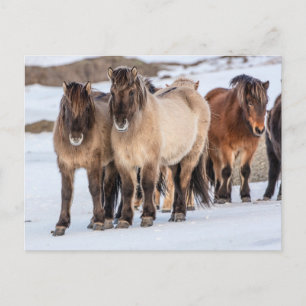 IJslandse paarden in de winter bij Höfn, IJsland Briefkaart