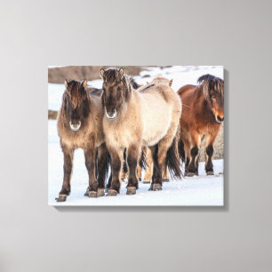 IJslandse paarden in de winter bij Höfn, IJsland Canvas Afdruk