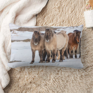 IJslandse paarden in de winter bij Höfn, IJsland Kussen