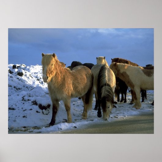 IJslandse paarden in de winter Poster (Voorkant)
