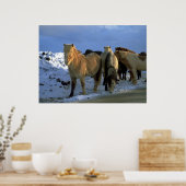 IJslandse paarden in de winter Poster (Keuken)