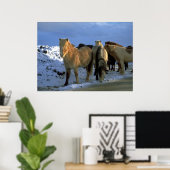 IJslandse paarden in de winter Poster (Thuiskantoor)