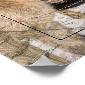 IJslandse paarden in de winter Poster (Hoek)