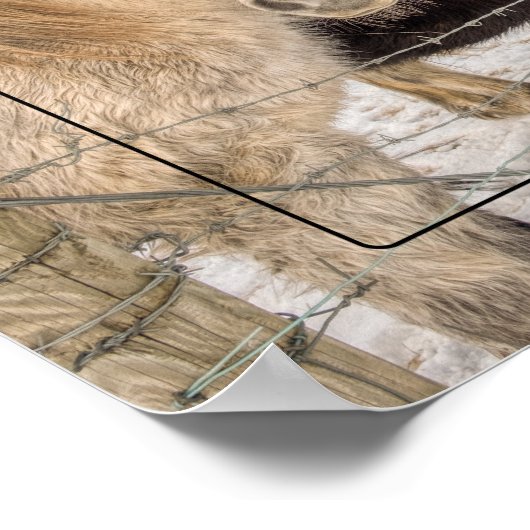 IJslandse paarden in de winter Poster (Hoek)