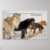 IJslandse paarden in de winter Poster (Voorkant)