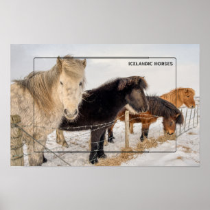 IJslandse paarden in de winter Poster