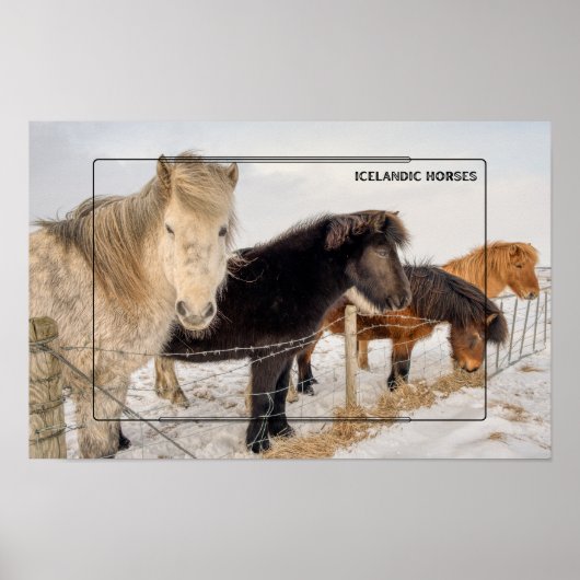 IJslandse paarden in de winter Poster (Voorkant)