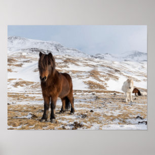 IJslandse paarden in de winter Poster