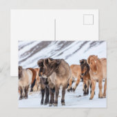 IJslandse paarden in de winterperiode nabij de Hof Briefkaart (Voorkant / Achterkant)