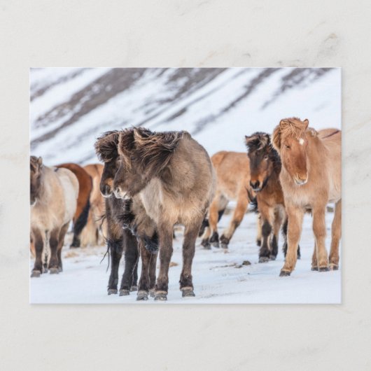 IJslandse paarden in de winterperiode nabij de Hof Briefkaart (Voorkant)