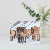 IJslandse paarden in de winterperiode nabij de Hof Briefkaart (Staand voorkant)