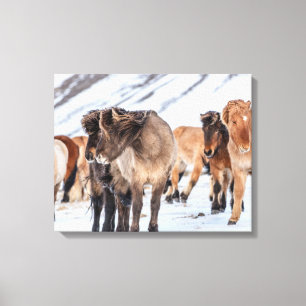 IJslandse paarden in de winterperiode nabij de Hof Canvas Afdruk