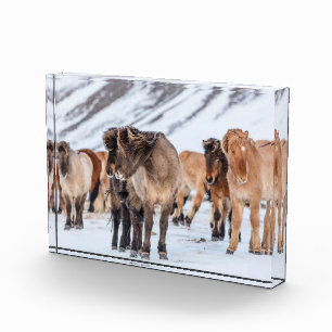 IJslandse paarden in de winterperiode nabij de Hof Fotoblokken